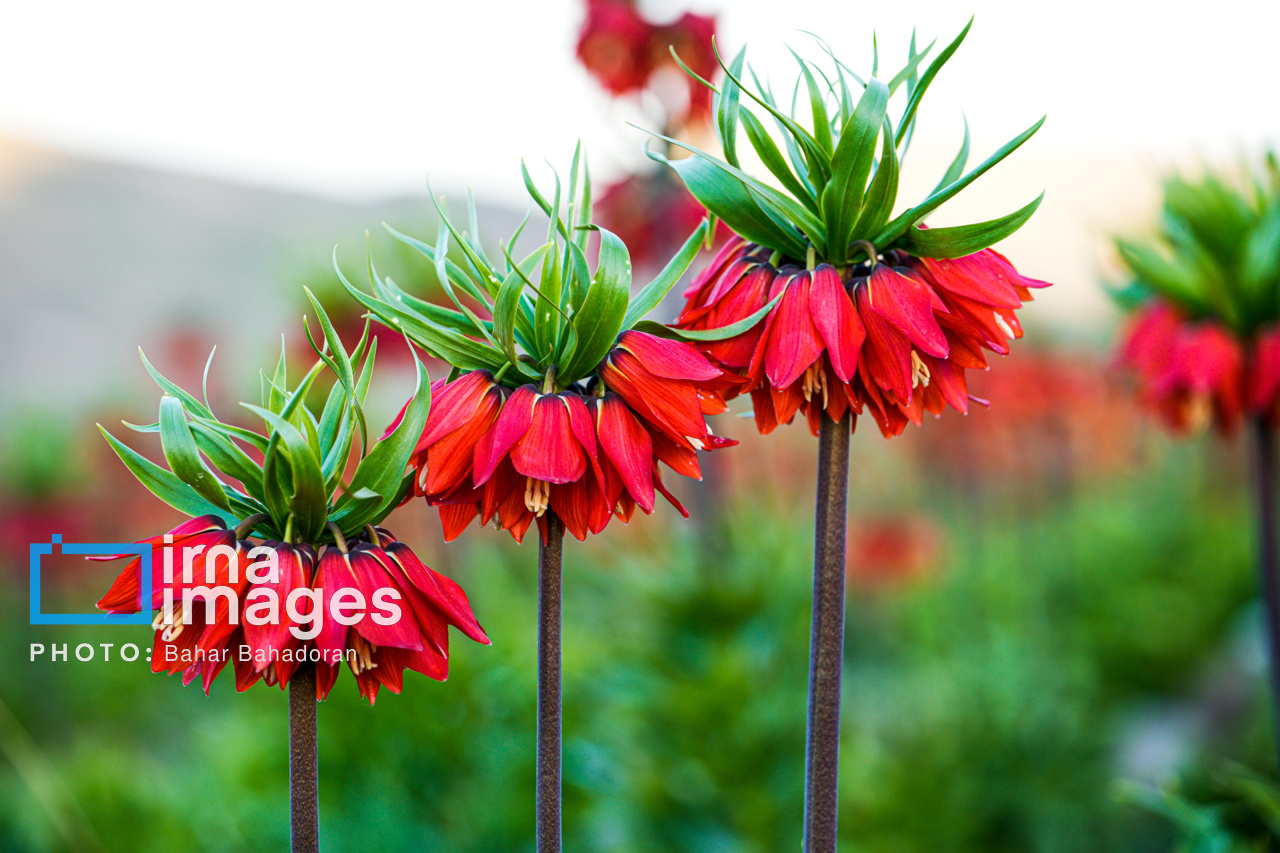 دشت لاله‌های واژگون کاکان