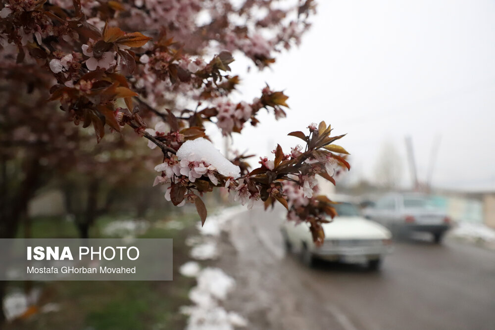 بارش برف بهاری - اهر