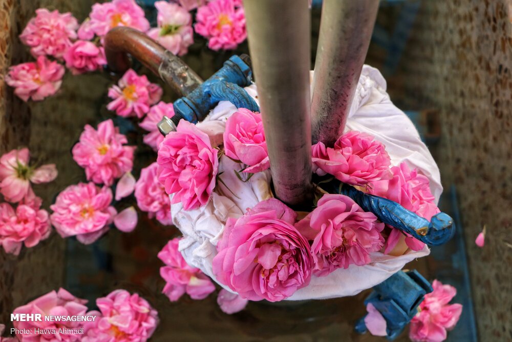 برداشت گل محمدی و گلاب گیری