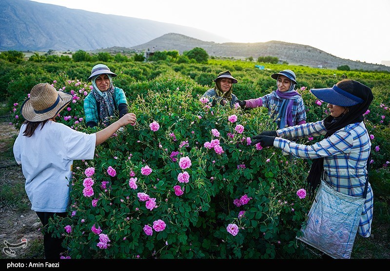 برداشت گل محمدی از باغات میمند فارس