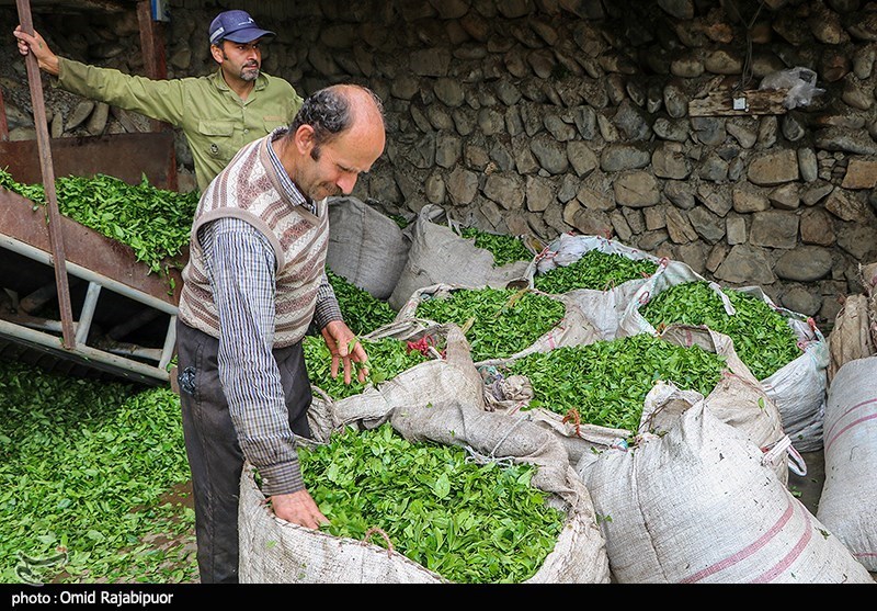 برداشت چای بهاره -گیلان