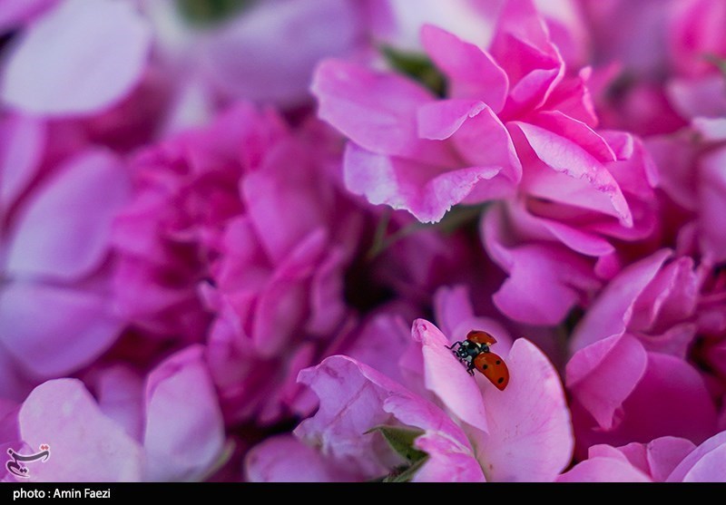 برداشت گل محمدی از باغات میمند فارس