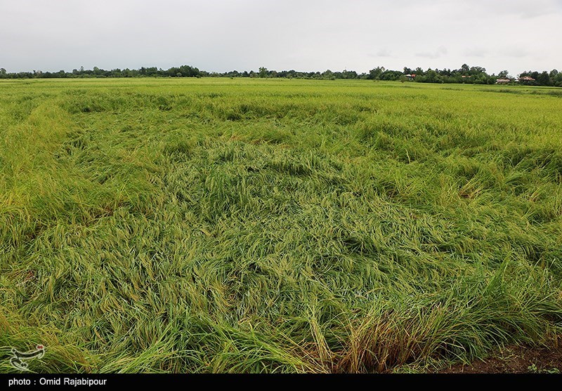 خسارت باران به شالیزارهای برنج - گیلان