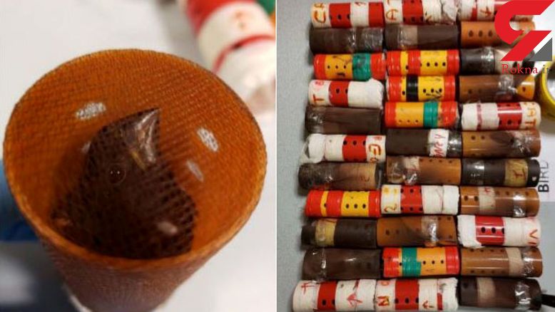 قاچاق پرنده نادر با بیگودی 