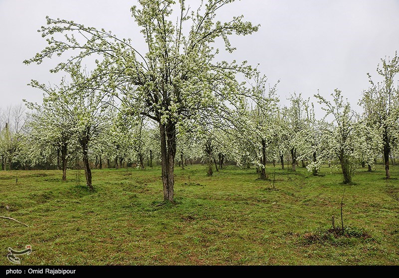 شکوفه های بهاری