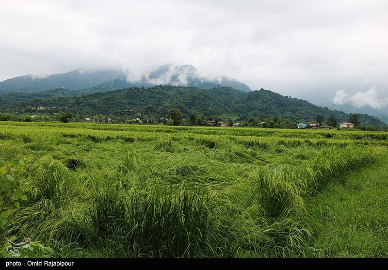 خسارت باران به شالیزارهای برنج - گیلان
