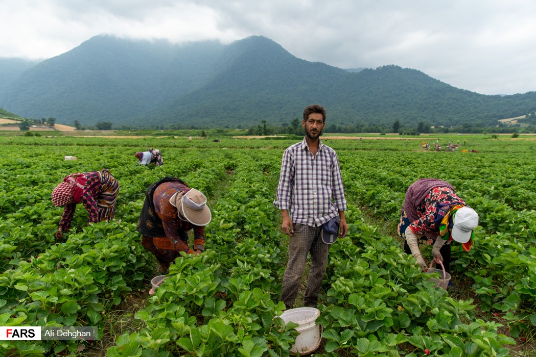 برداشت توت‌فرنگی