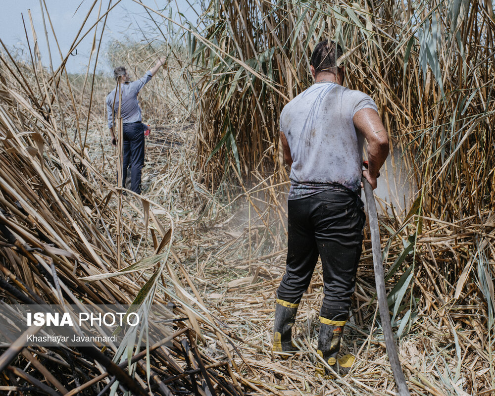آتش‌سوزی در مرداب انزلی