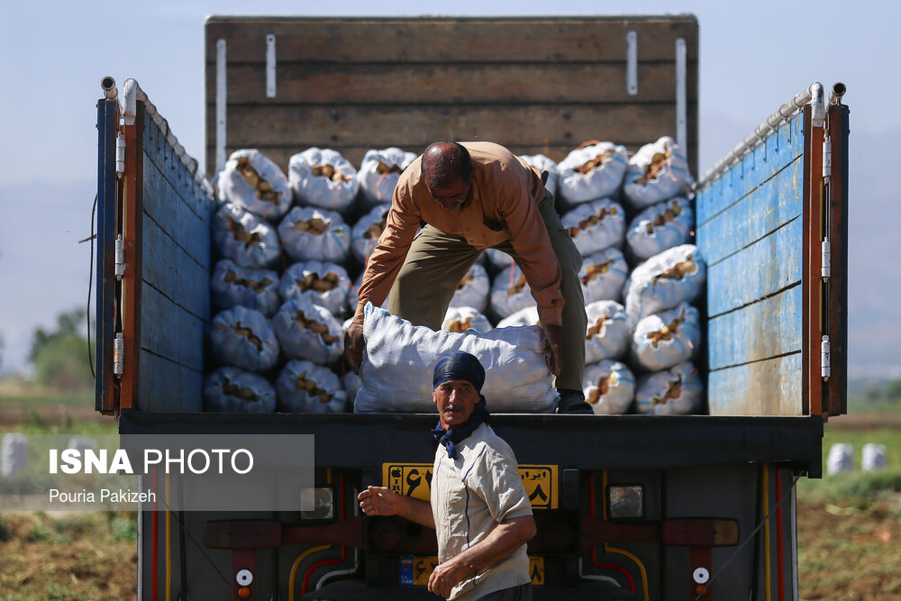 برداشت سیب زمینی