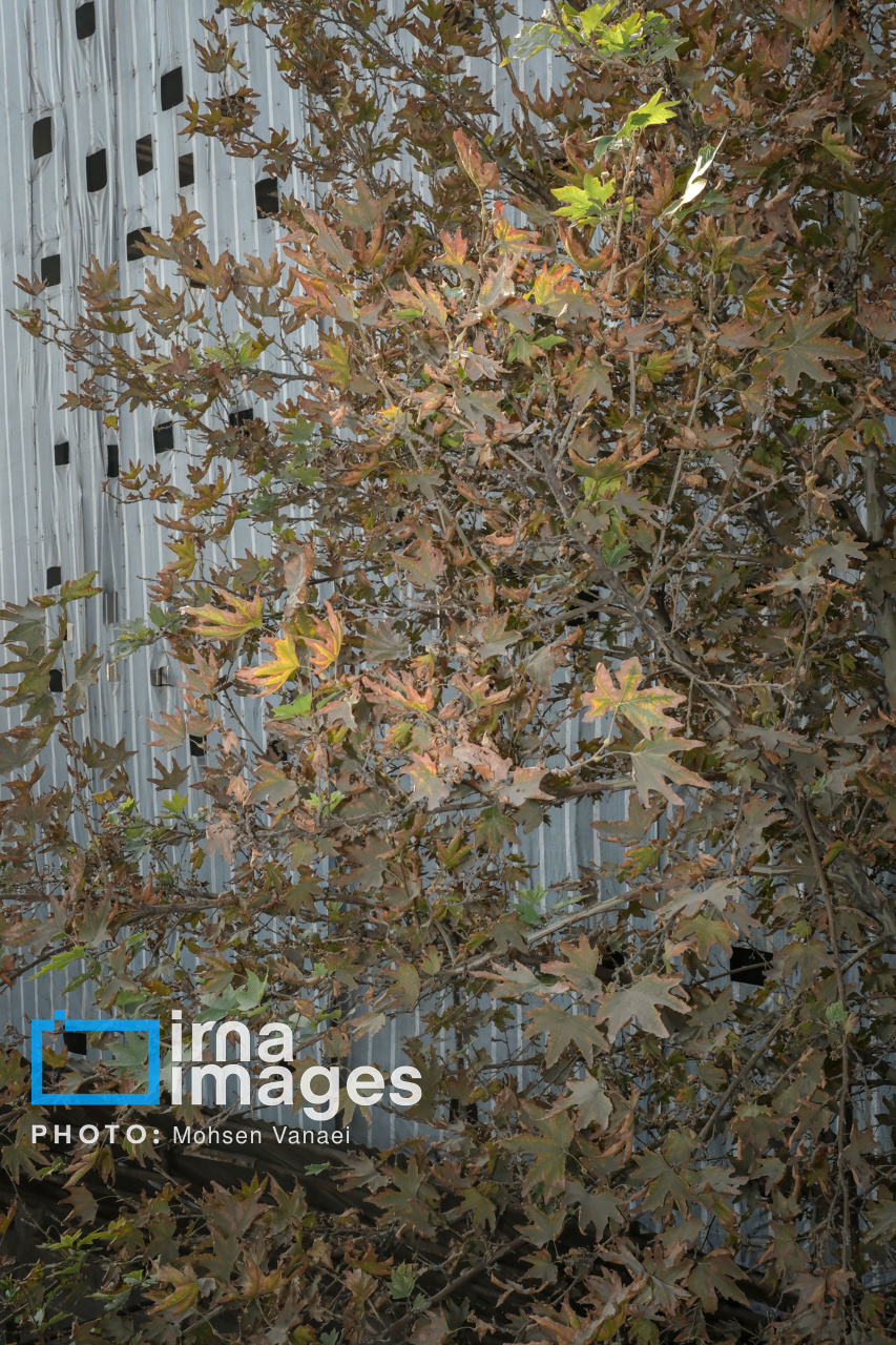 پاییز بی‌رنگ پایتخت