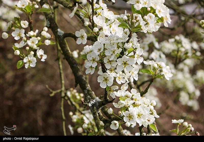 شکوفه های بهاری