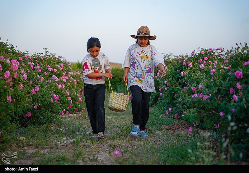 برداشت گل محمدی از باغات میمند فارس