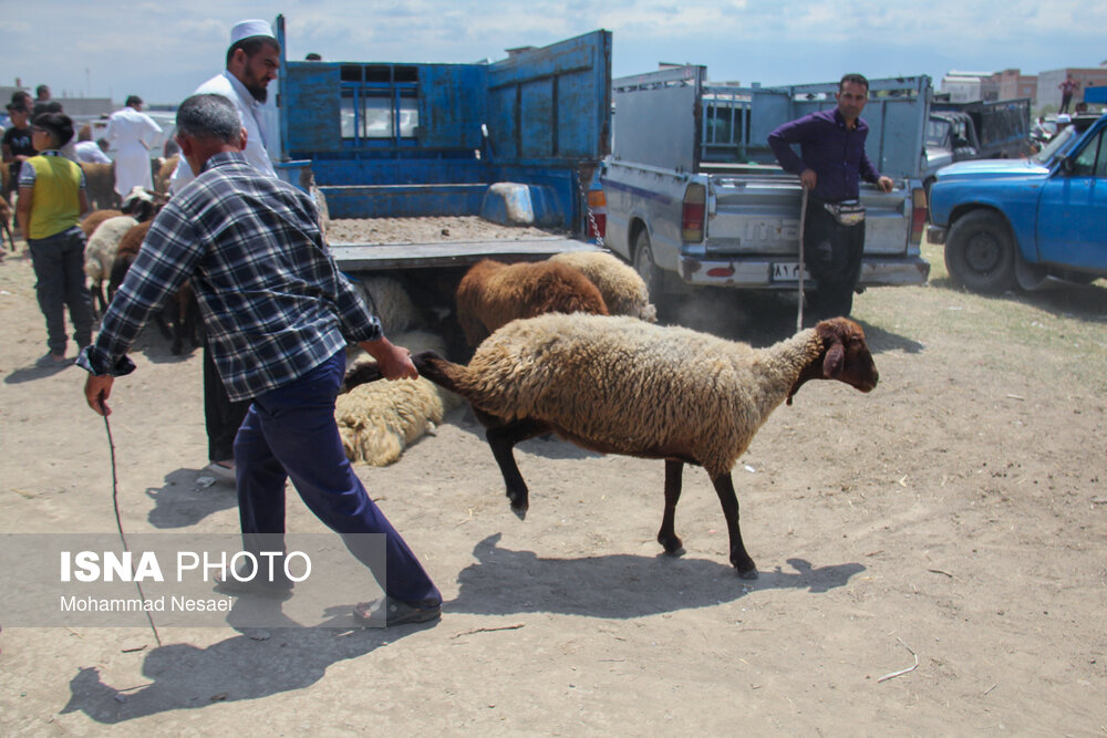 بازار خرید عید قربان در ترکمن صحرا