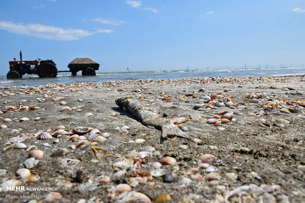 تورهای غیر مجاز ماهیگیری 