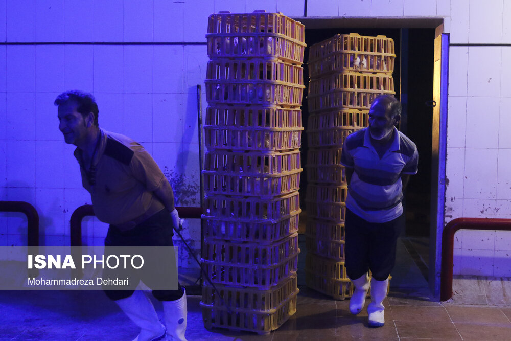 مرغ از کشتار تا بازار