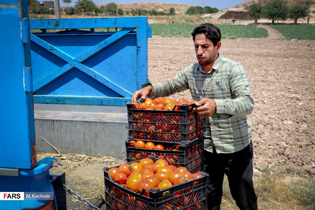 برداشت صیفی جات در ورامین