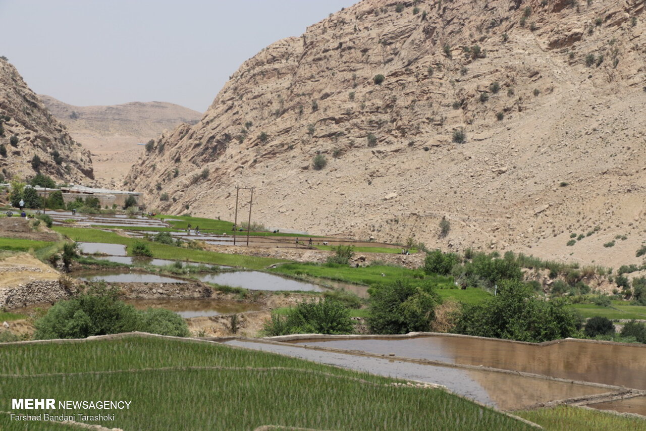 نشاء برنج