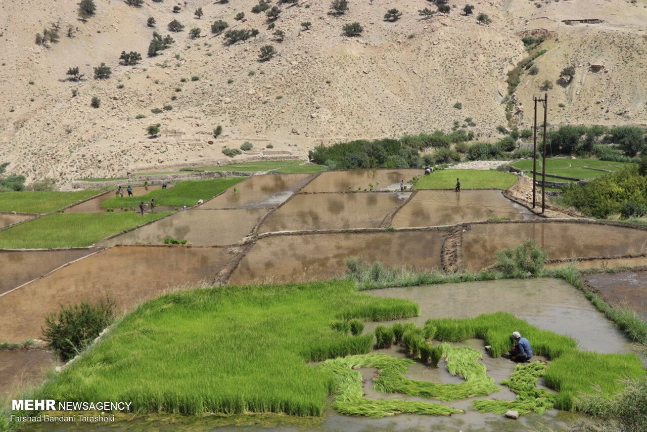 نشاء برنج
