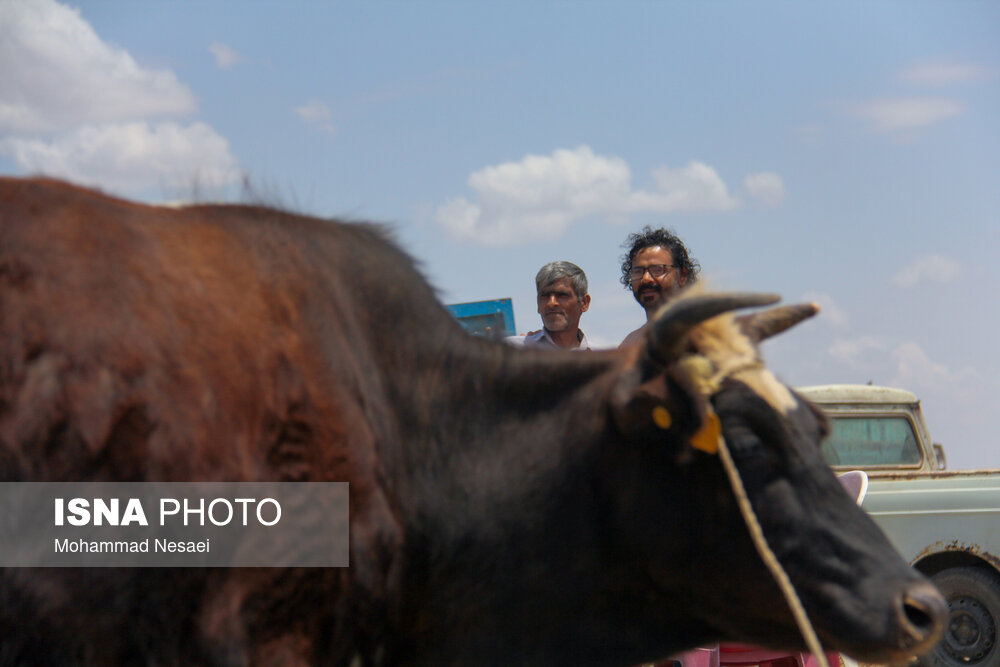 بازار خرید عید قربان در ترکمن صحرا