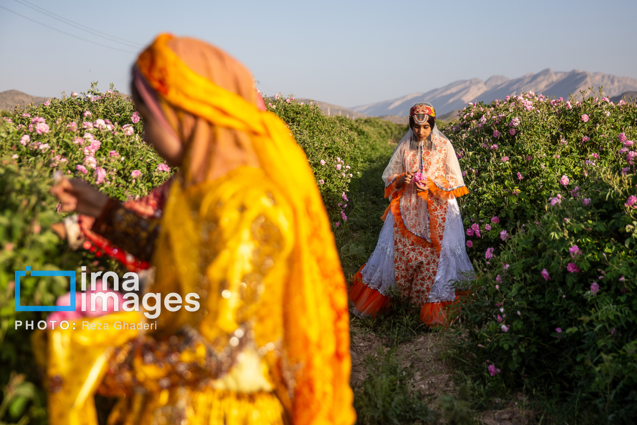 گل و گلاب میمند