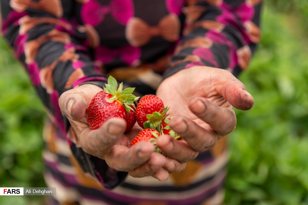 برداشت توت‌فرنگی