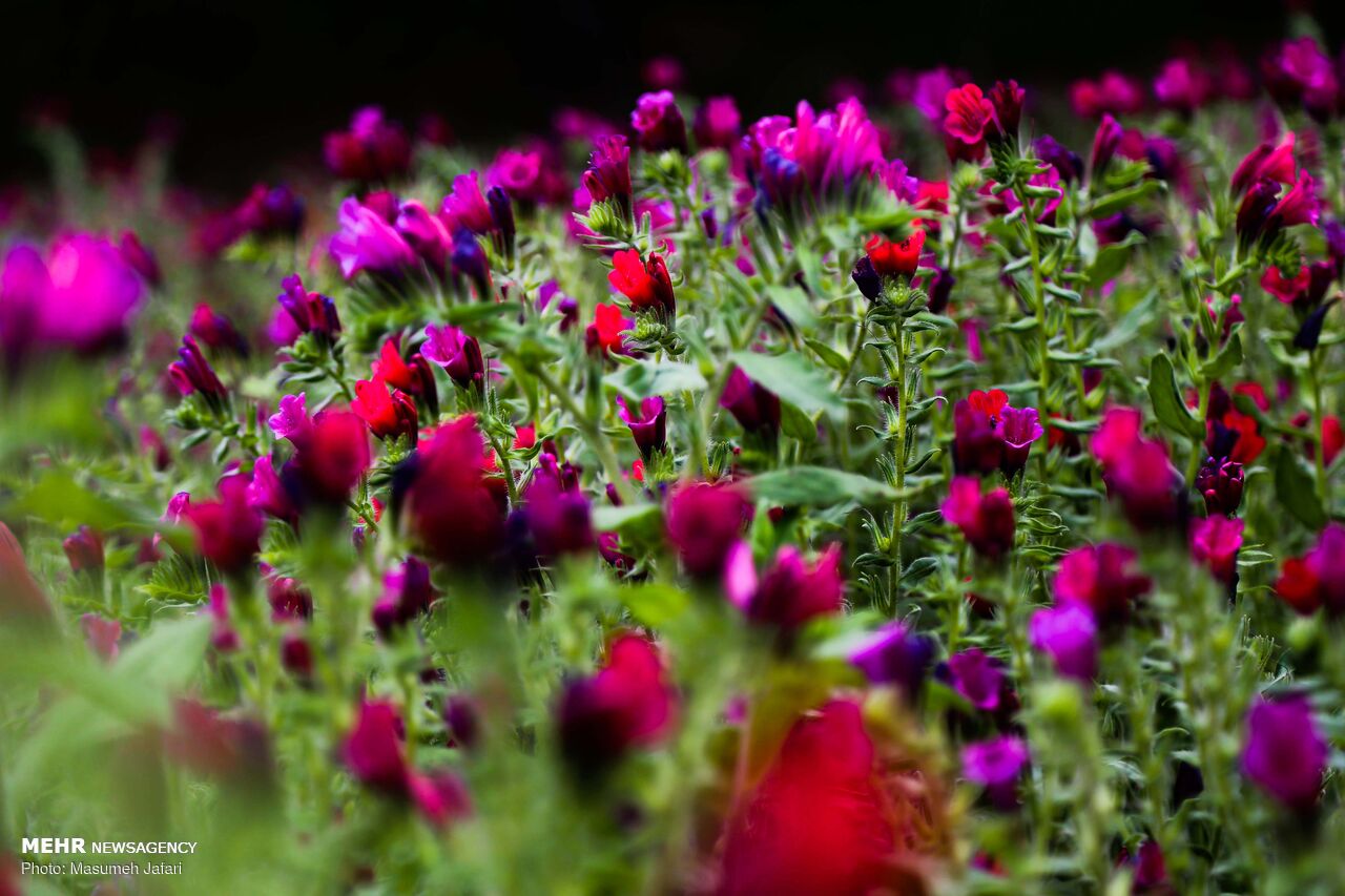 برداشت گل‌ گاو زبان