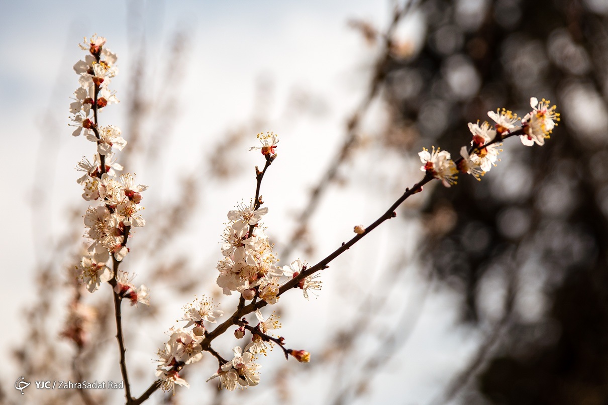 شکوفه های بهاری