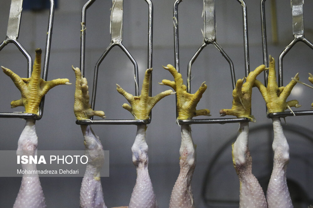 مرغ از کشتار تا بازار