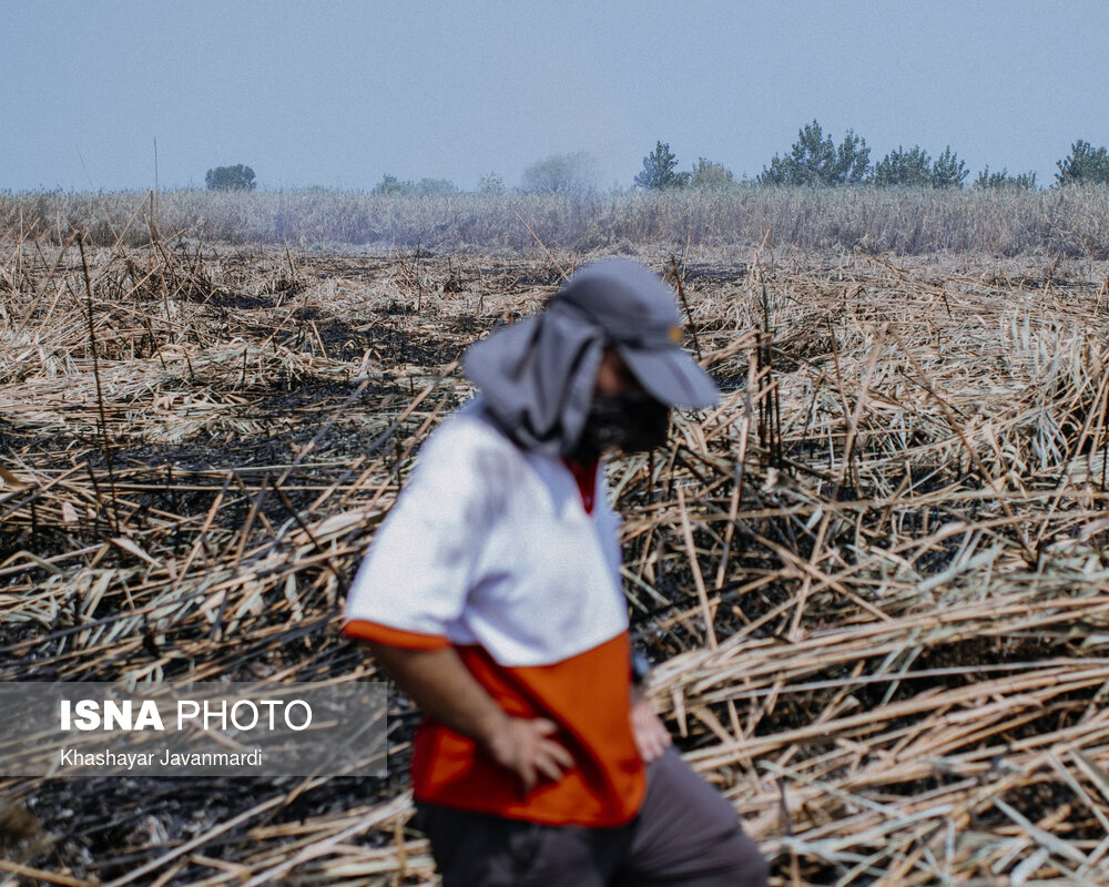 آتش‌سوزی در مرداب انزلی