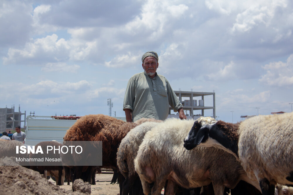 بازار خرید عید قربان در ترکمن صحرا