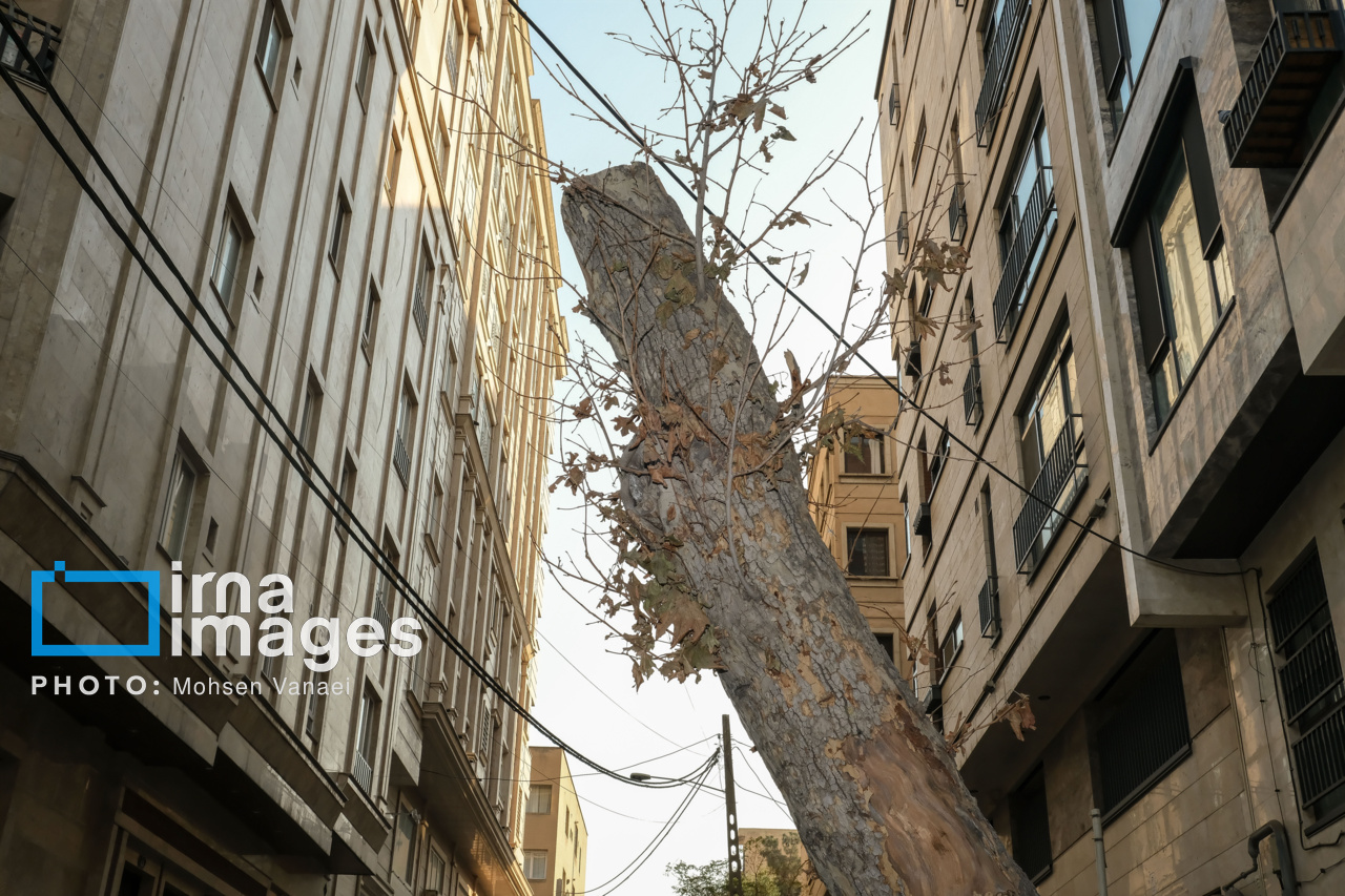 پاییز بی‌رنگ پایتخت