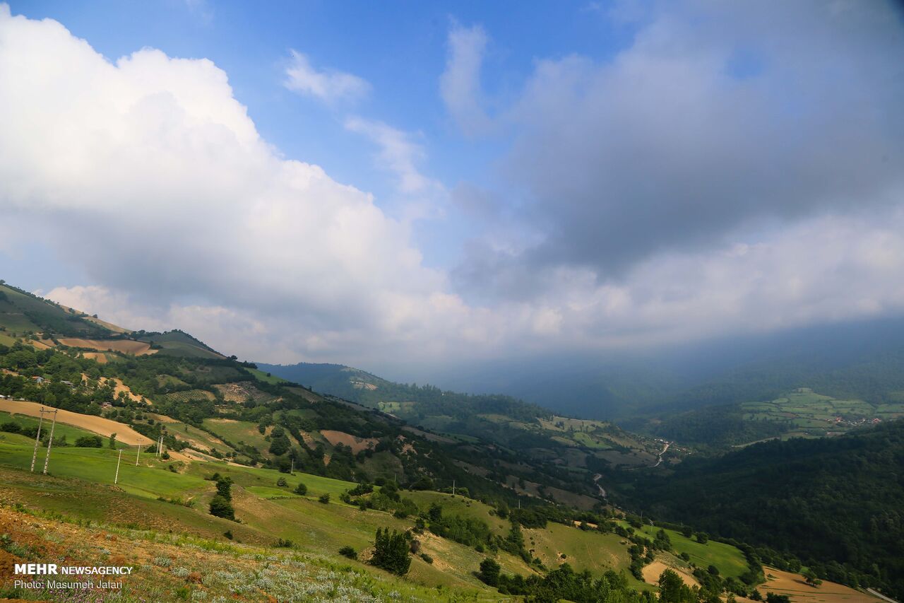 برداشت گل‌ گاو زبان