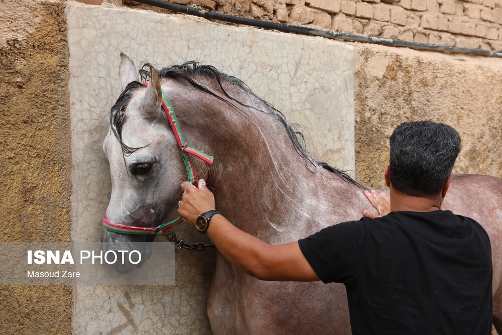 حرکت نمادین کاروان امام حسین(ع) از مکه به سوی کربلا