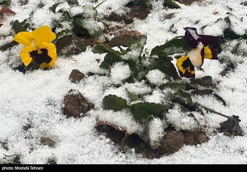 بارش برف در تهران