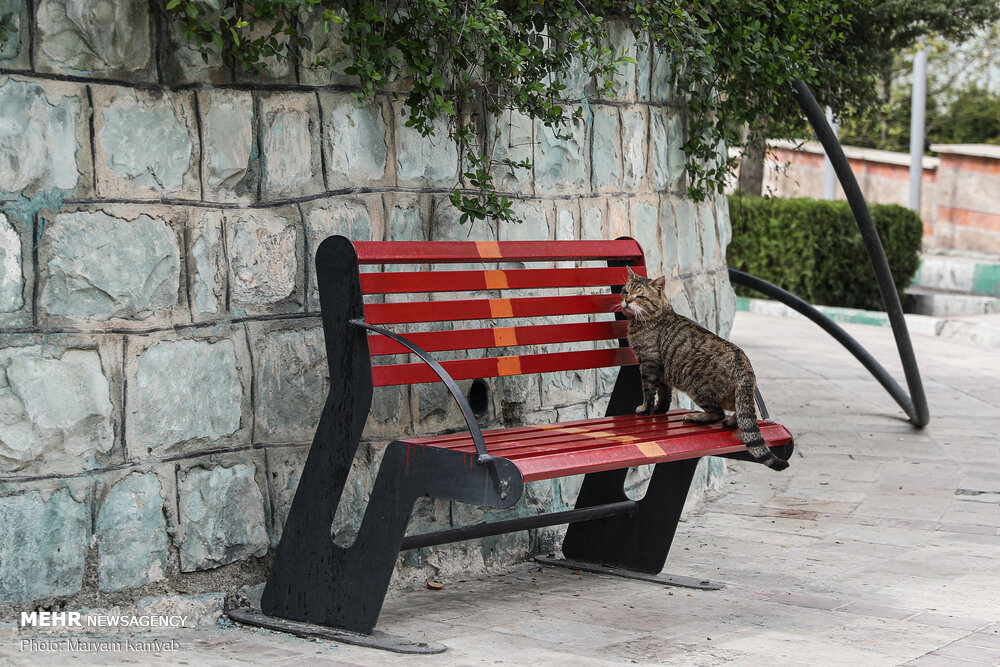 حال و هوای پارک های تهران 