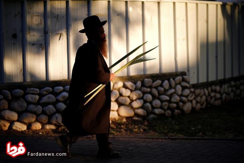 مرد یهودی ارتدکس شاخه درخت خرما را با خود حمل می کند.