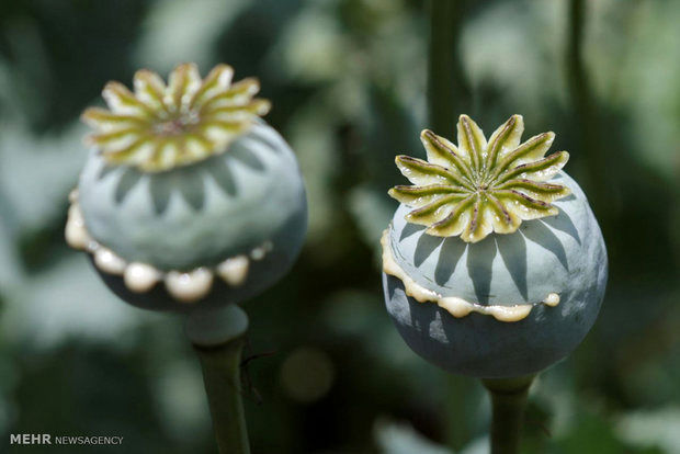 ماجرای کشف مزرعه خشخاش در بهبهان 