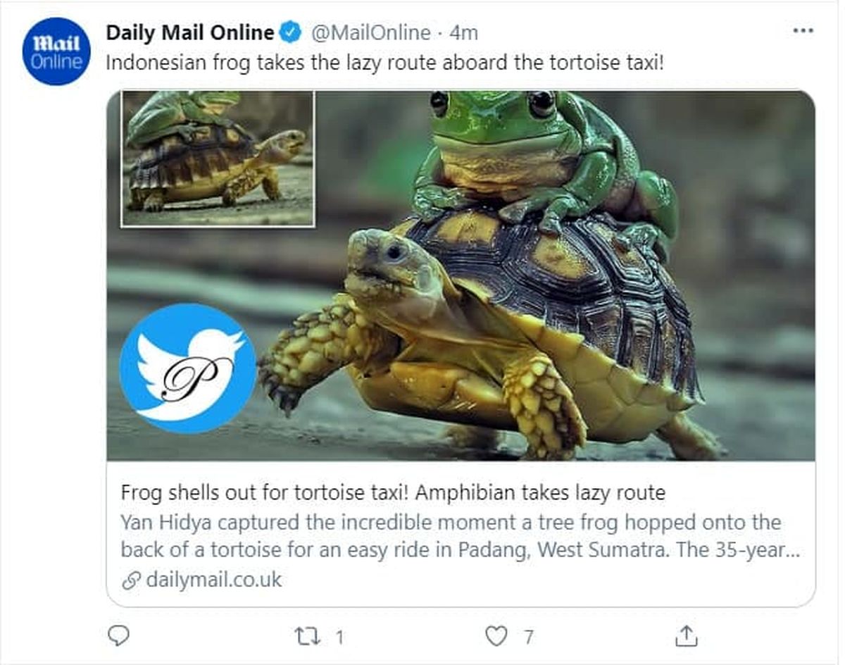 قورباغه تنبل سوار لاک پشت سوژه شد +عکس