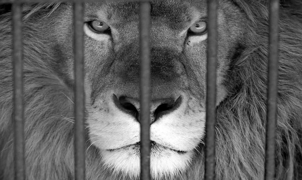 سرقت عجیب از باغ وحش ساری | سرقت و فروش شیر نیم میلیاردی | متهمان حین سرقت یک قلاده میمون به دام افتادند