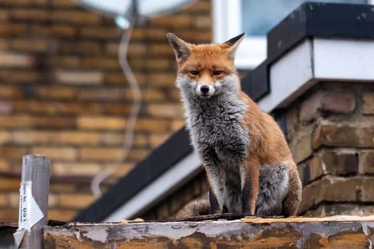 مشاهده روباه‌ها در خیابان‌های تهران | ماجرا چیست؟