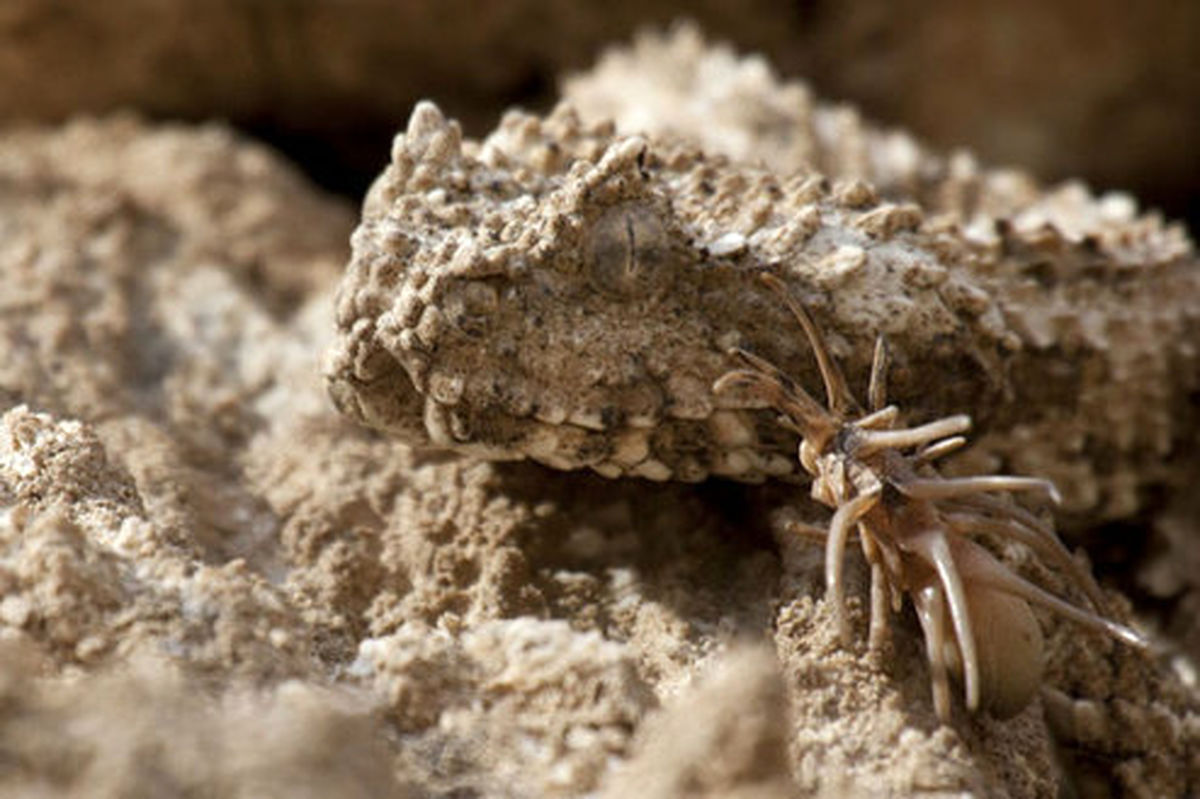 کلکسیونر‌های دنیا به دنبال افعی ایران