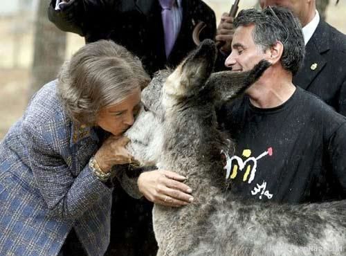 تصاویر/ بوسیدن خر توسط ملکه اسپانیا