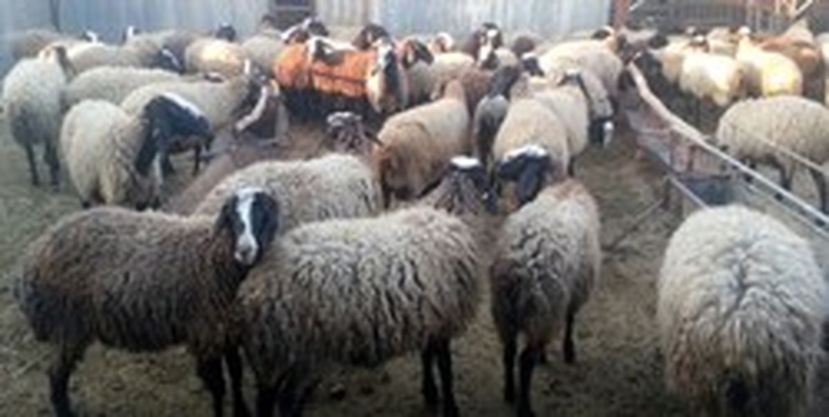 واردات ۵۰ هزار رأس گوسفند زنده تا پایان هفته با کشتی