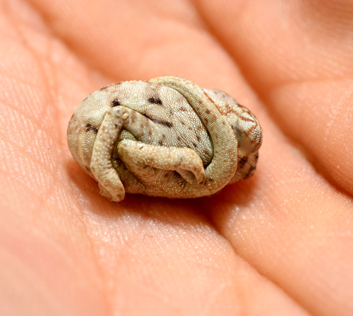 جانوری‎که هنوزنفهمیده به‎دنیا آمده/عکس