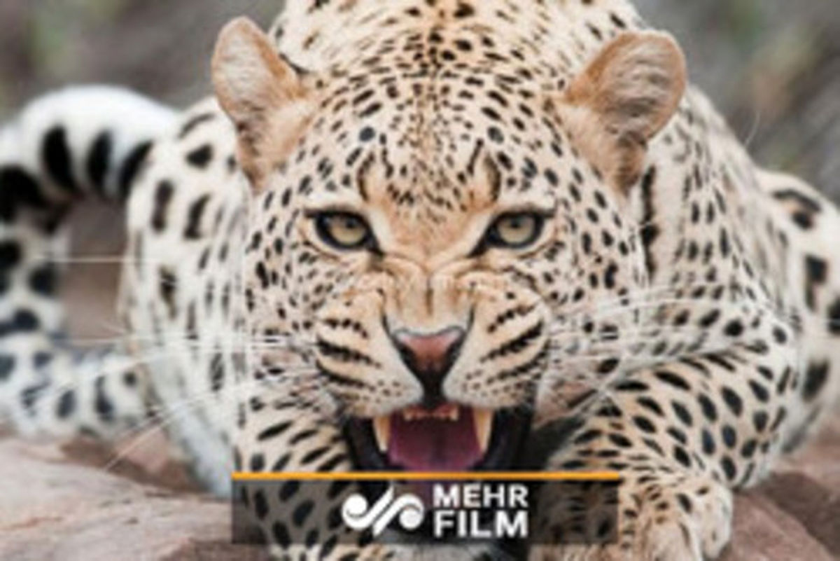 فیلم: حضور پلنگ در معدن خراسان رضوی