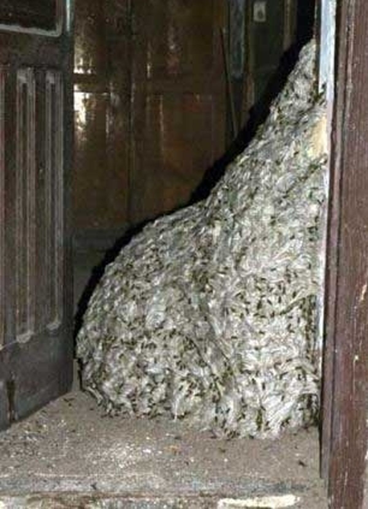 بزرگترین لانه زنبور جهان / عکس