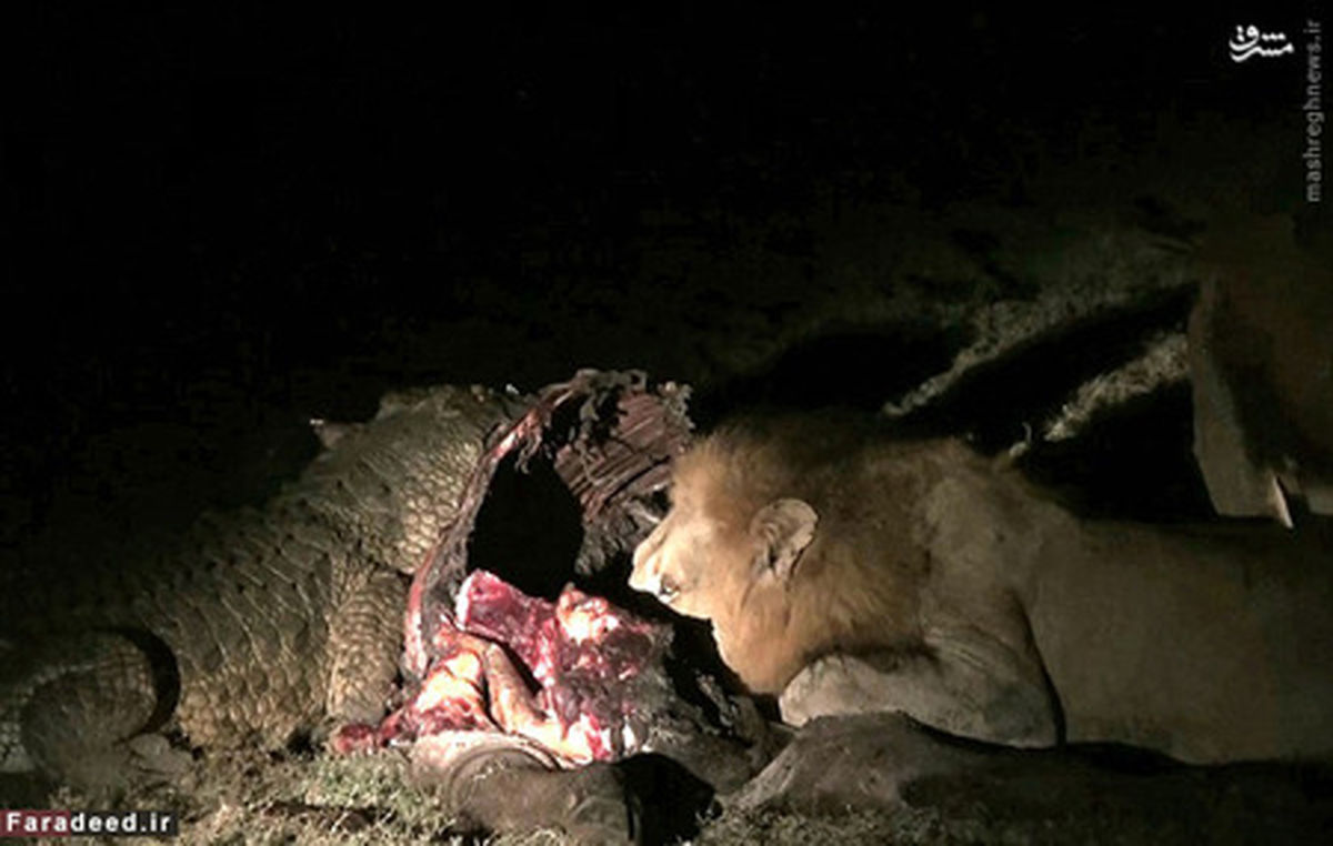 تصاویر: توافق شیر و کروکودیل