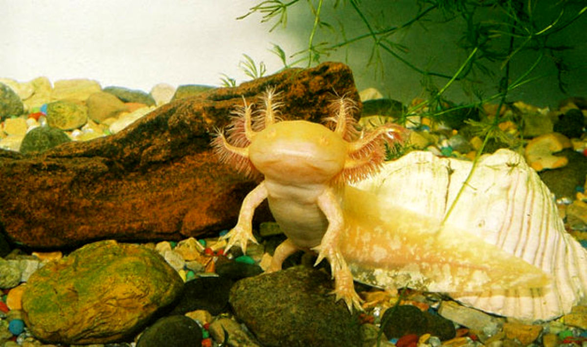 عجیب‌ترین موجود دریایی! +عکس‌های دیدنی