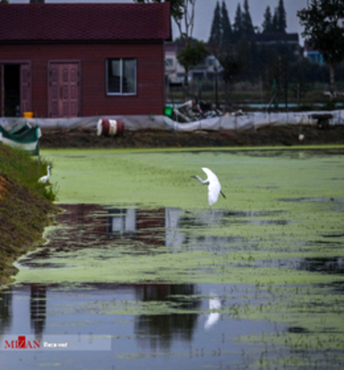 تصاویر: برداشت خرچنگ دیده بودید!؟