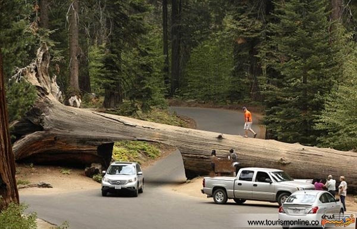 درختان غول پیکری که استرس دارند!+تصاویر